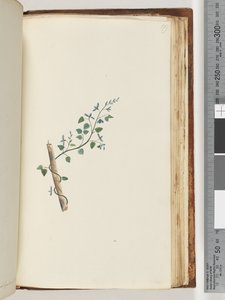 Seite 179. Unbekannte Pflanze von Unknown artist