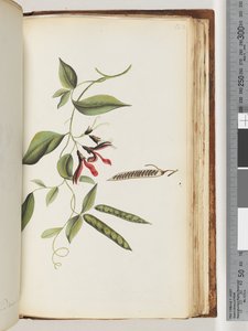 Seite 182. Unbekannte Pflanze von Unknown artist