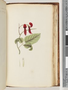 Seite 185. Unbekannte Pflanze von Unknown artist