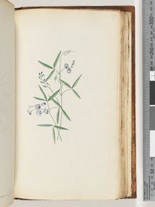 Seite 187. Unidentifizierte Pflanze von Unknown