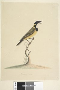 Seite 18. Natürliche Größe Goldener Pfeifer Pachycephala pectoralis, männlich, 1791-92
