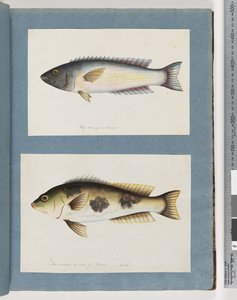 Seite 18. Unbekannter Fisch. 19. Unbekannter Fisch