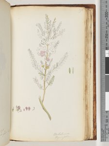 Seite 190. Melaleuca thymifolia / Thymian-Honigmyrte