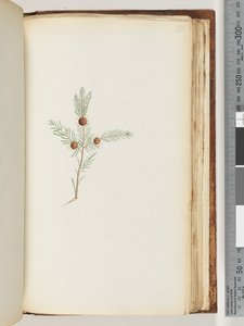 Seite 191. Unidentifizierte Pflanze von Unknown