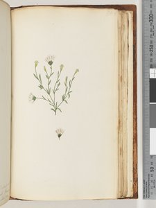 Seite 196. Unbekannte Pflanze von Unknown artist