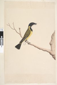 Seite 19. April. Natürliche Größe. Goldbrustpfeifer Pachycephala pectoralis, Männchen