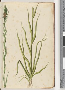 Seite 1. Philydrum lanuginosum von Unknown artist