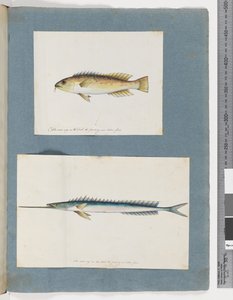 Seite 1. Unidentifizierter Fisch. 2. Unidentifizierter Fisch