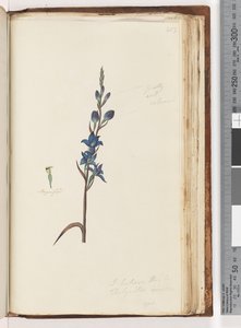 Seite 203. Ich glaube, dies ist Thelymitra ixioides / Gefleckte Sonnenorchidee