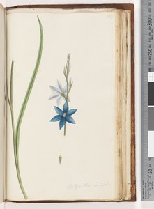Seite 204. Thelymitra ixiodes / Gefleckte Sonnenorchidee