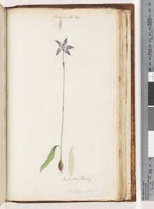 Seite 206. Rückseite der Blütenblätter. Rückseite des Blattes. Arethusa pilosa / Wachs-Lippen-Orchidee
