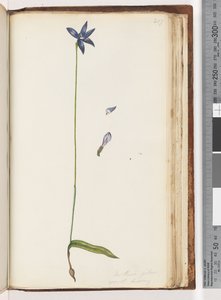 Seite 207. Arethusa pilosa / Wachs-Lippen-Orchidee