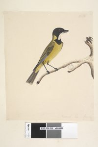 Seite 20. Natürliche Größe. April Goldener Flöter Pachycephala pectoralis, Männchen, 1791-92