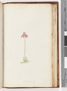 Seite 212. Caladenia sp