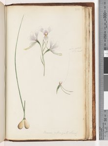 Seite 214. Diuris elongata Saracty? Lila Esel-Orchidee