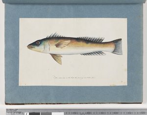 Seite 21. Unidentifizierter Fisch