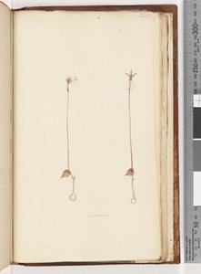 Seite 220. Enochelus? von Unknown