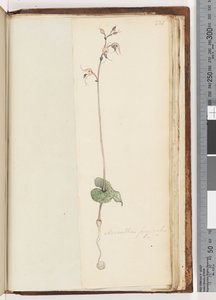 Seite 221. Acianthus fornicatus Br / Pixie Caps von Unknown artist