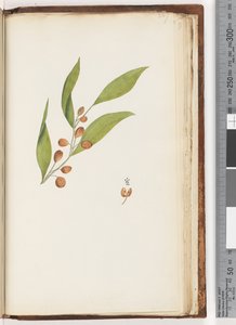 Seite 227. Unidentifizierte Pflanze