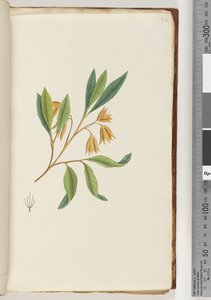 Seite 22. Unidentifizierte Pflanze von Unknown artist