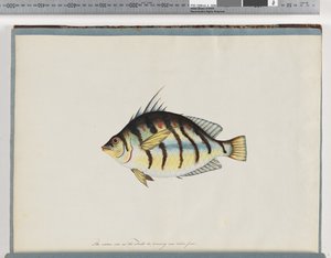 Seite 23. Unbekannter Fisch