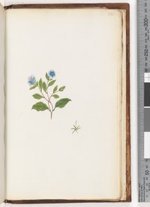Seite 246. Unidentifizierte Pflanze