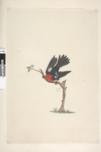 Seite 24. Natürliche Größe Scharlachroter Robin Petroica multicolor, männlich, Norfolk Island, 1791-92