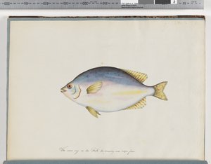 Seite 24. Unbekannter Fisch