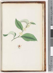 Seite 250. Unbenannter Baum von Unknown artist