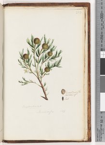 Seite 253. Euphorbiaceae / Ricinocarpus ...? Hochzeitsbusch