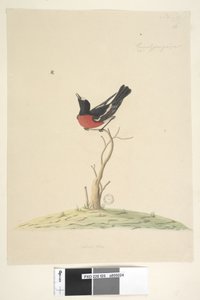 Seite 25. Car,ral,gar,yei,sar, natürliche Größe Scharlachroter Robin, männlich Petroica multicolor, N.S.W., 1791-92 von Unknown artist