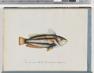 Seite 25. Unidentifizierter Fisch