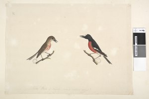 Seite 26. Zwei Vögel von Norfolk Island