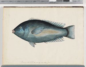 Seite 26. Unidentifizierter Fisch