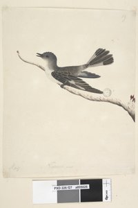 Seite 27. Mai. Natürliche Größe. Kapuzenrobin, Weibchen Melanodryas cucullata von Unknown artist