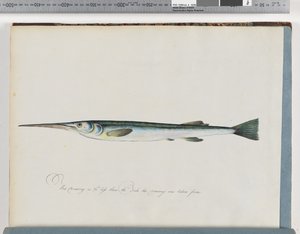 Seite 27. Unidentifizierter Fisch