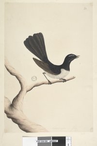 Seite 28. Natürliche Größe, Juli Willie Wagtail Rhipidura leucophrys, 1791-92 von Unknown artist