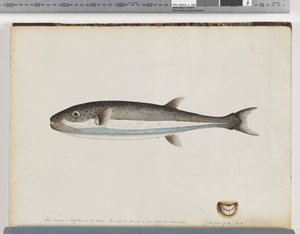 Seite 28. Unidentifizierter Fisch