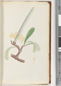 Seite 29. Küsten-Banksia von Unknown artist