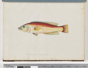 Seite 31. Unidentifizierter Fisch