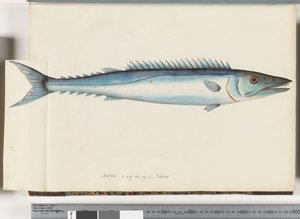 Seite 32. Barracouta