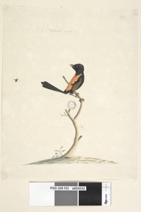 Seite 33. Natürliche Größe Rotrücken-Zaunkönig Malurus melanocephalus, männlich, 1791-92 von Unknown artist