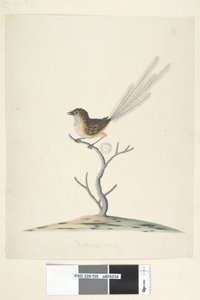 Seite 35. Natürliche Größe Emu, Zaunkönig, Männchen Stipiturus malachurus, 1791-92
