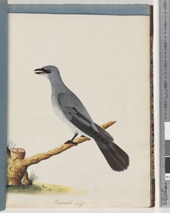 Seite 38. Unidentifizierter Vogel, wahrscheinlich ein großer Lanius