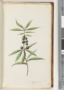 Seite 41. Schraderia? / Persoonia