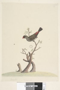 Seite 42. Fringilla. unten mittig in anderer Hand Natürliche Größe Diamantfink Stagonopleura guttata, 1791-92 von Unknown artist
