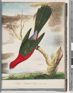 Seite 42. Königssittich von Unknown artist