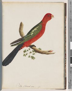 Seite 44. Königssittich von Unknown artist