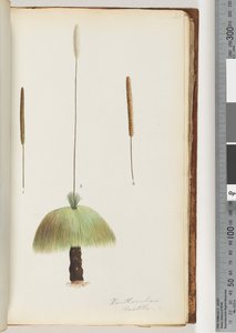 Seite 46. Xanthorrhoea Hastile Grasbaum