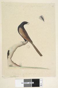 Seite 47. Centropus. unten mittig in anderer Hand Dieser Vogel ist etwa so groß wie der englische Fasan. Gezeichnet 1/3 der natürlichen Größe. Fasanenkuh Centropus phasianinus, 1791-92 von Unknown artist